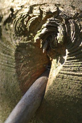 Rude Tree
