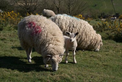 Sheep Cluster