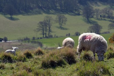 Sheep on the Hills