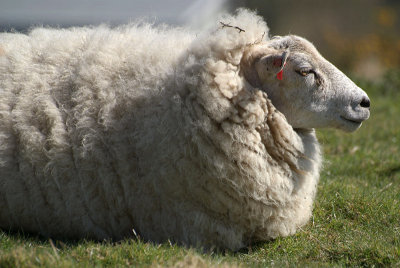 Sheepish