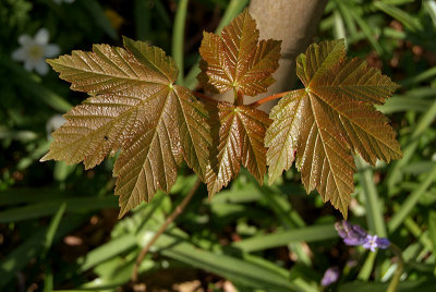 Shiny Leaves