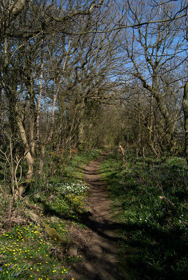 Through the Woods