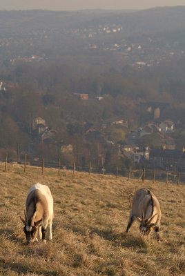 Goats Over Temple Ewell