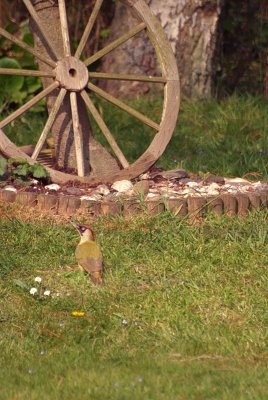 Woodpecker in the Garden