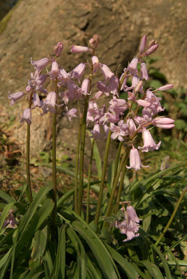Lilac Coloured Bluebells