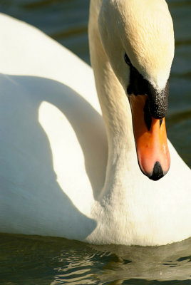 Serious Swan