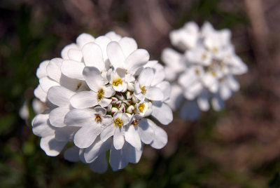 White Flower Cluster
