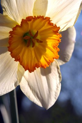 Narcissus Close Up