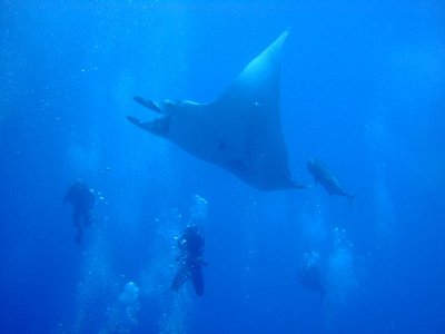 Think this is my favourite manta shot - unprocessed at the moment, but I'll see what I can do with it