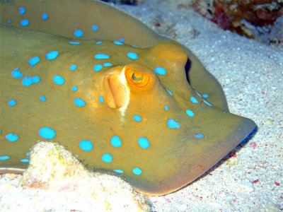 Blue Spotted Ray