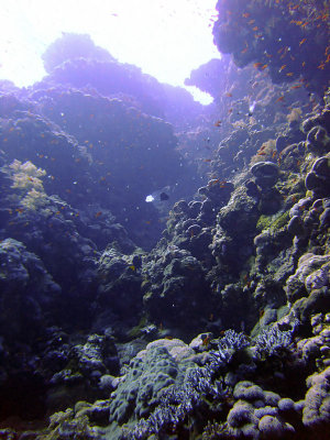 Underwater Landscape