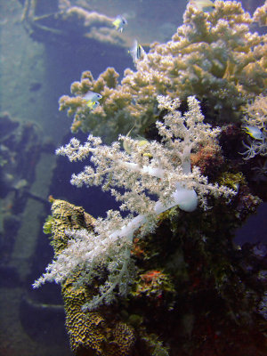Soft Coral and Little Fishies