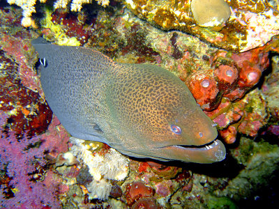 Moray Being Cleaned