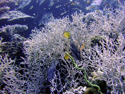 Coral Trout and Staghorn Coral