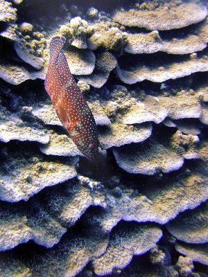 Coral Trout