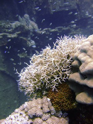 Delicate Coral