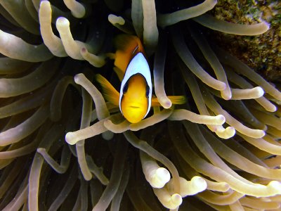 Clown Fish