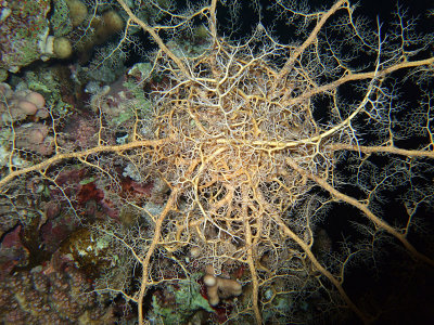 Basket Star