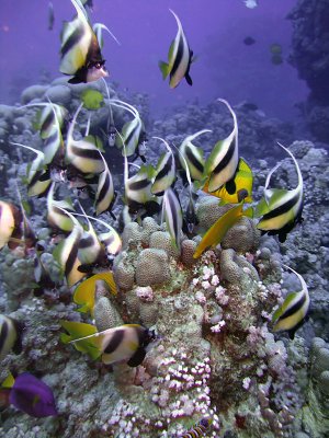 Feeding Banner Fish