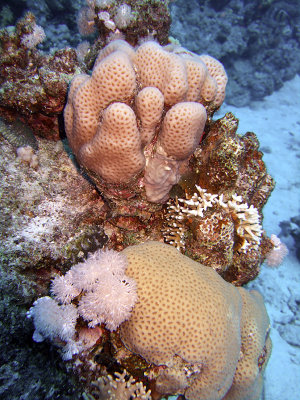 Nice Coral