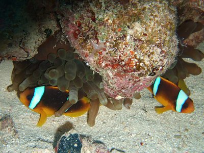 Pair of Clownfish