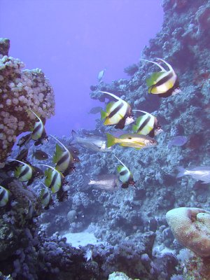 School of Banner Fish