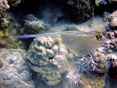 Blue Spotted Ray