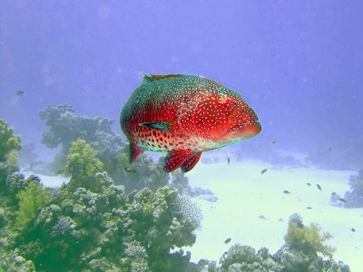 Curious Coral Trout