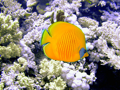 Bright Yellow Fish