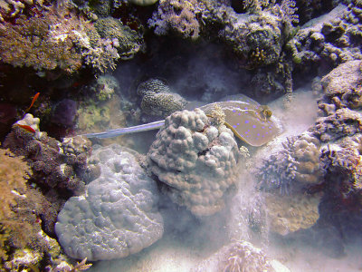 Feeding Blue Spotted Ray