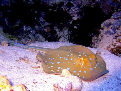 Blue Spotted Ray