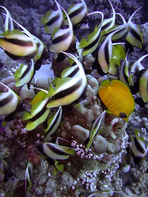 Feeding Banner Fish