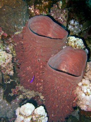 Barrel Sponges