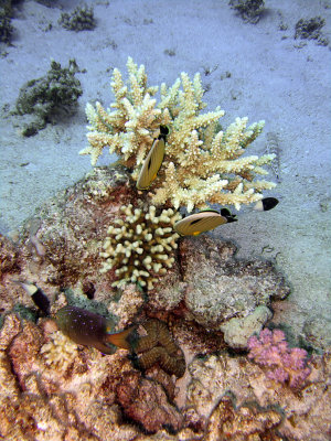 Staghorn Coral