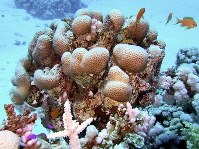 Brain Coral