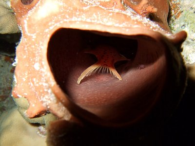 Fish Sleeping in Sponge and Tiny Crab