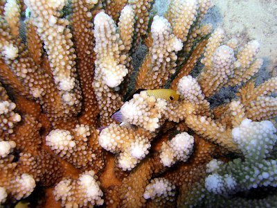 Damsel Hiding in Staghorn Coral