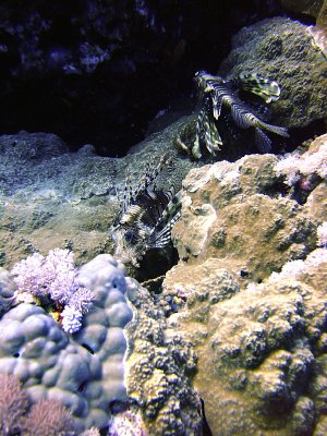 Sleeping Lionfish