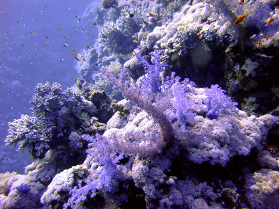 Soft Coral