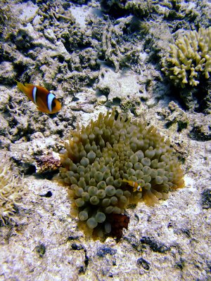 Clown Fish