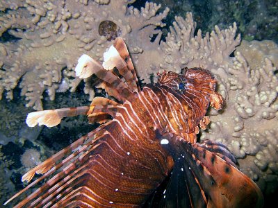 Lion Fish