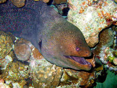 Moray Eel