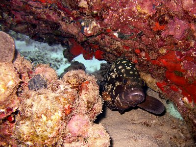 Grouper in a Cave