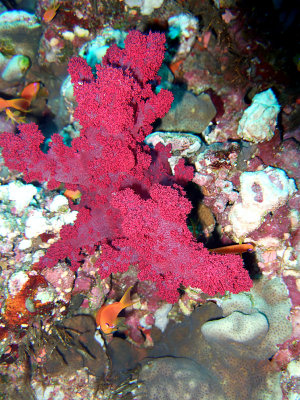 Red Soft Coral