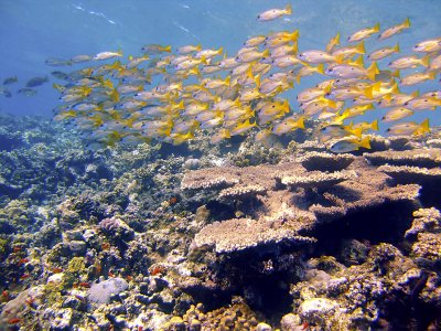 Yellow Tailed Snapper