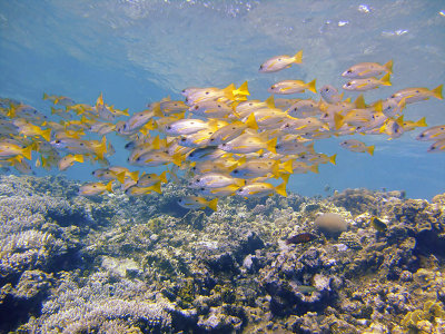 School of Snappers