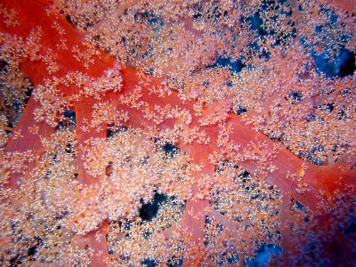 Soft Coral Close up