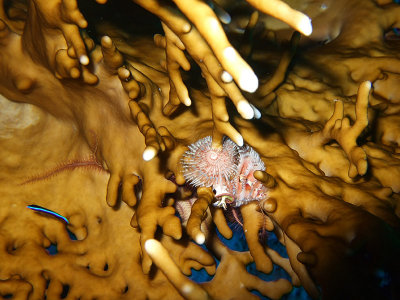 Fire Coral & Christmas Tree Worm