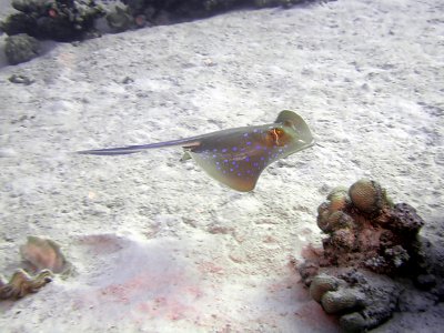 Swimming Blue Spotted Ray