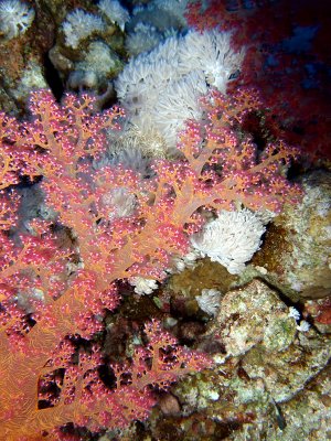 Soft Coral